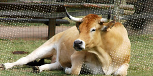 vache