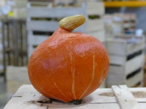 norabio-courge