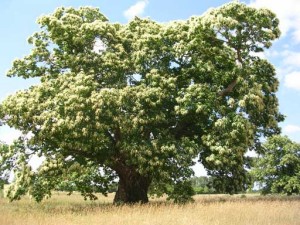 chataignier King Tree