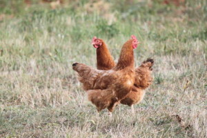 Poulets King Tree