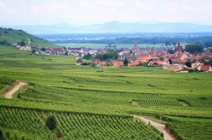 vineyard-762891_640