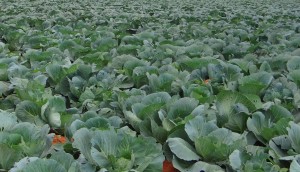 cabbage-370670_1920