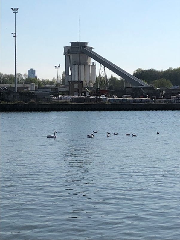 Cygne Port de Lille