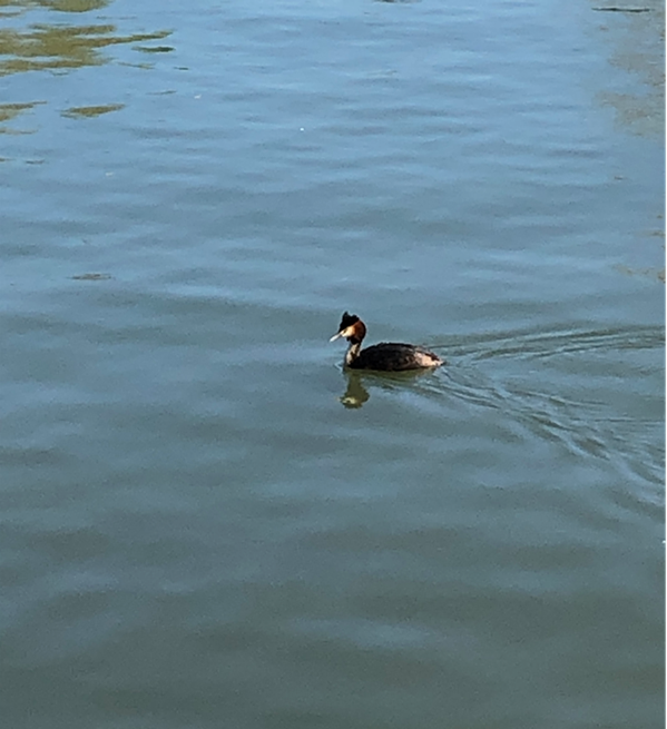 Grebe Huppé Port de Lille